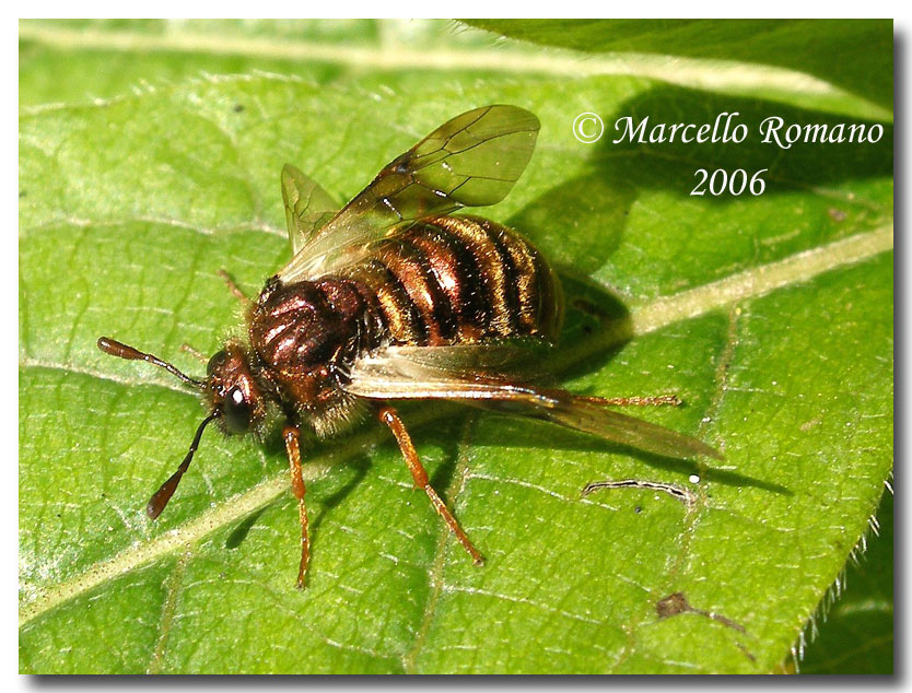 Abia aurulenta (Cimbicidae) dal Parco Adamello Brenta